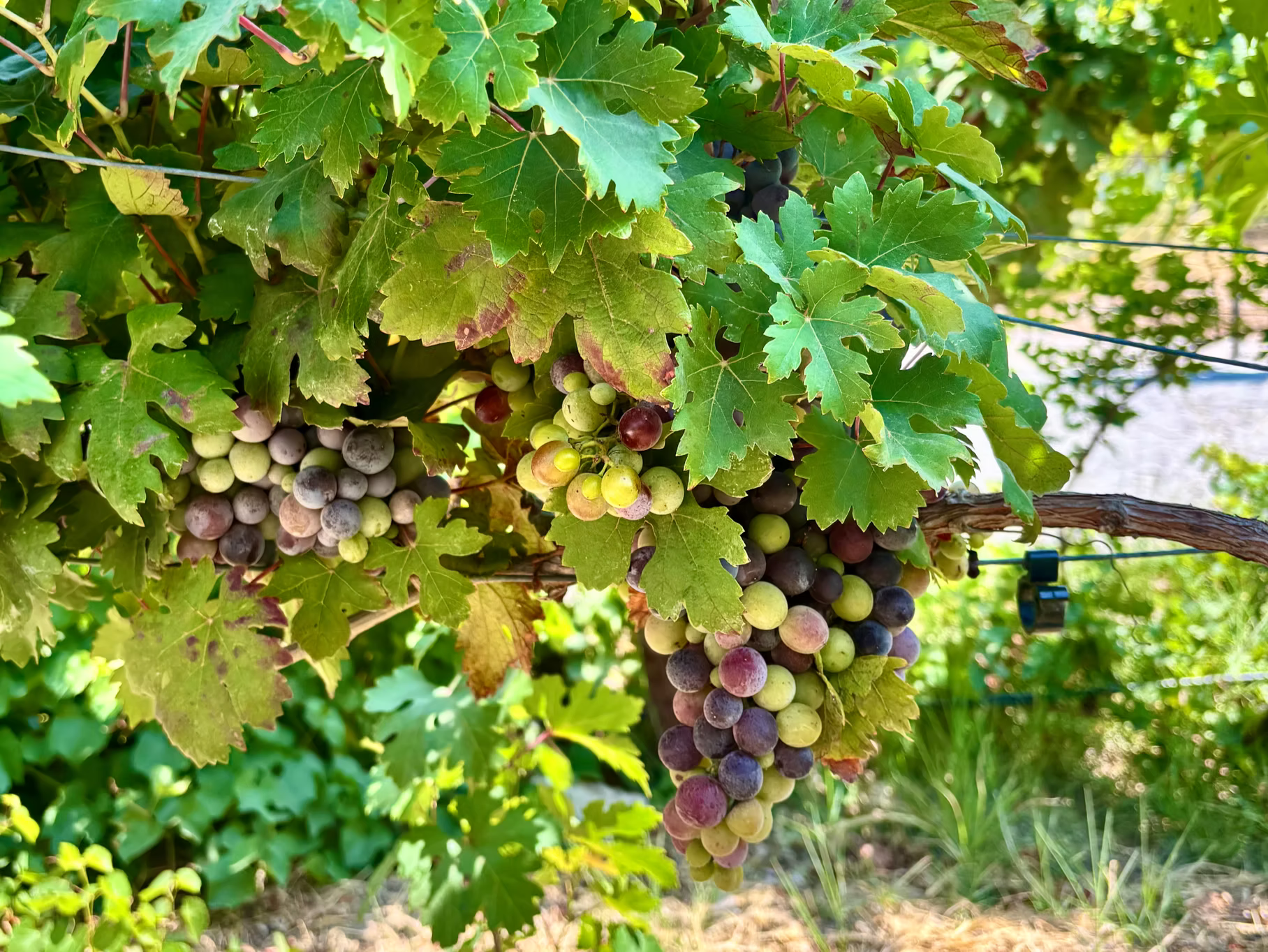 Harvest in Urla – Two Winery Visits in Turkey’s Aegean Wine Country