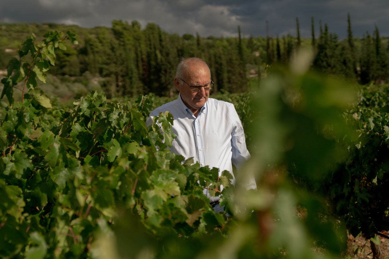 Man standing among grapevines in a vineyard with a scenic background